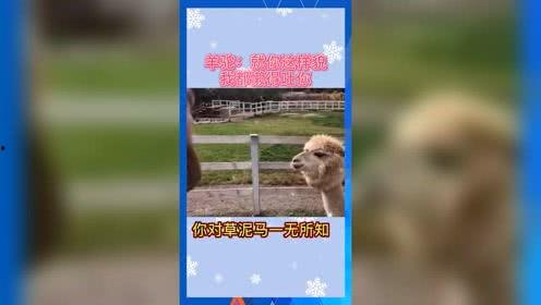 娱乐吃瓜钓鱼,钓鱼乐趣无限增
