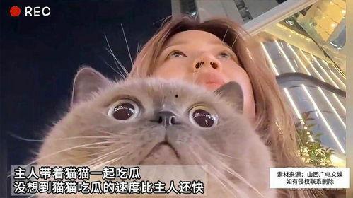 娱乐猫吃瓜,从吃瓜猫视角看明星幕后故事