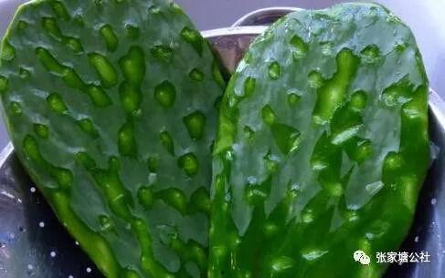 仙人掌吃瓜娱乐,仙人掌与瓜果的奇幻娱乐之旅